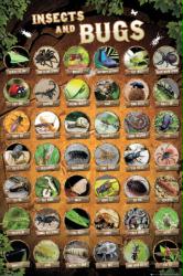 Insects and Bugs poster (24x36) Educational poster